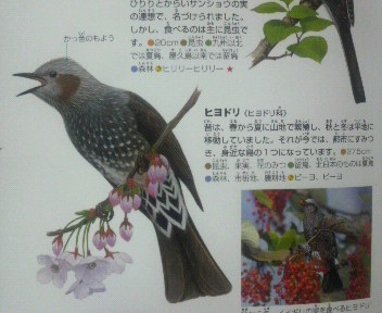 野鳥の会ではありませんが 冬の畑の鳥を観察してみました 上原農園17代目のブログ a gyo農伝記