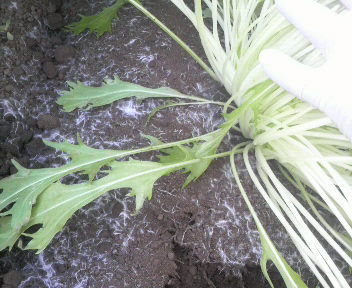 mizuna2010123siroine