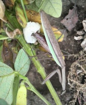 kamakirisannrannchu1