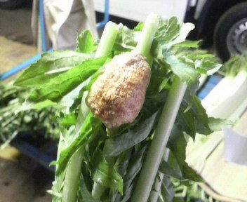 kamakiridaikonnohanitamago1