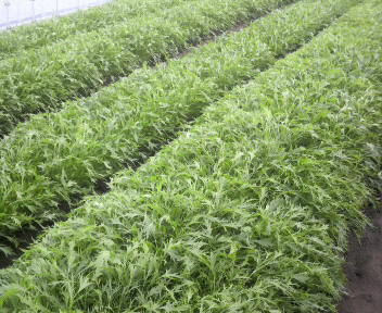 mizuna2010123