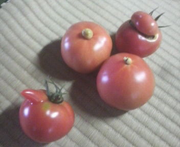tomato2011072015330000