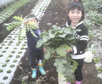 kodomotachinodaikonnshuuaku1