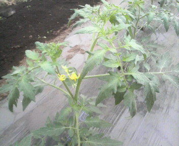 tomatomekaki1