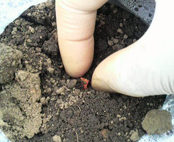 toumorokositanemaki2