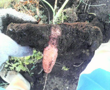 ninnjinnkouttahyoudo2