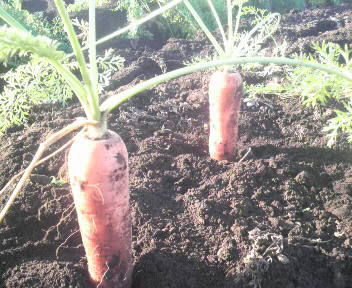 kyaronarinaninnjinn0