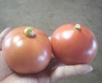 tomato2011072015310000