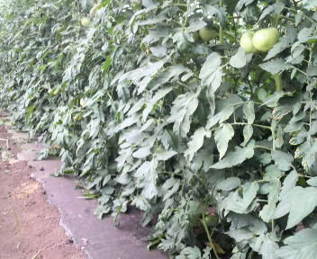 tomatositabakaki2