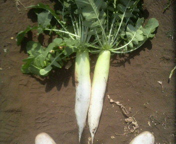 daikonn2honn3