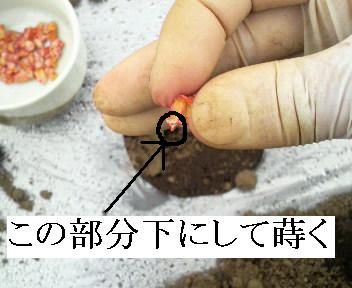 toumorokositanemaki1a