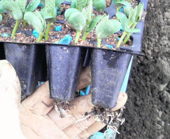 hukudarumateishouhausu2