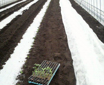 edamameteishokuhukudaruma1