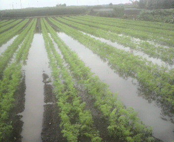 ninjinnmizubiasi2011090115360000