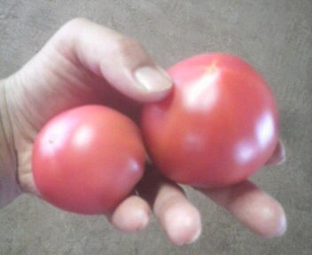 tomatomajikku5