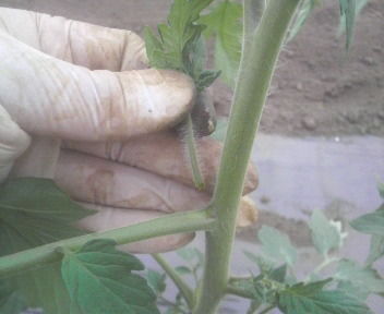 tomatomekaki3