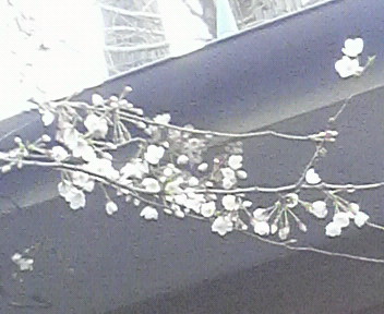 mamannkaichiba4sakura1