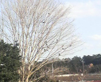 hiyodori1