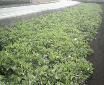 norabouna2