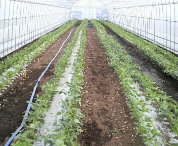 edamamehausuhukudaruma5gatu7hi1