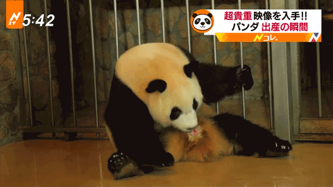 閲覧注意 パンダの出産シーン 衝撃的すぎる ｗｗｗｗｗｗｗｗｗｗｗｗｗｗｗ 画像あり Ahaha速報 2ちゃんねるまとめブログ