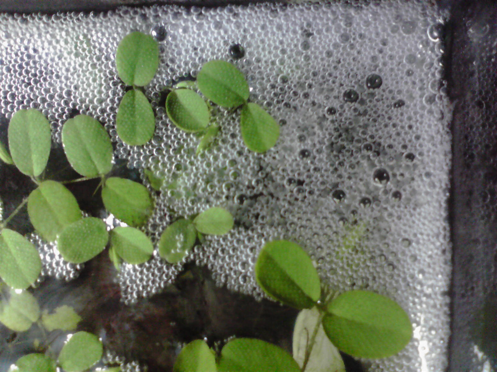 グラミー産卵 熱帯魚としろちゃん