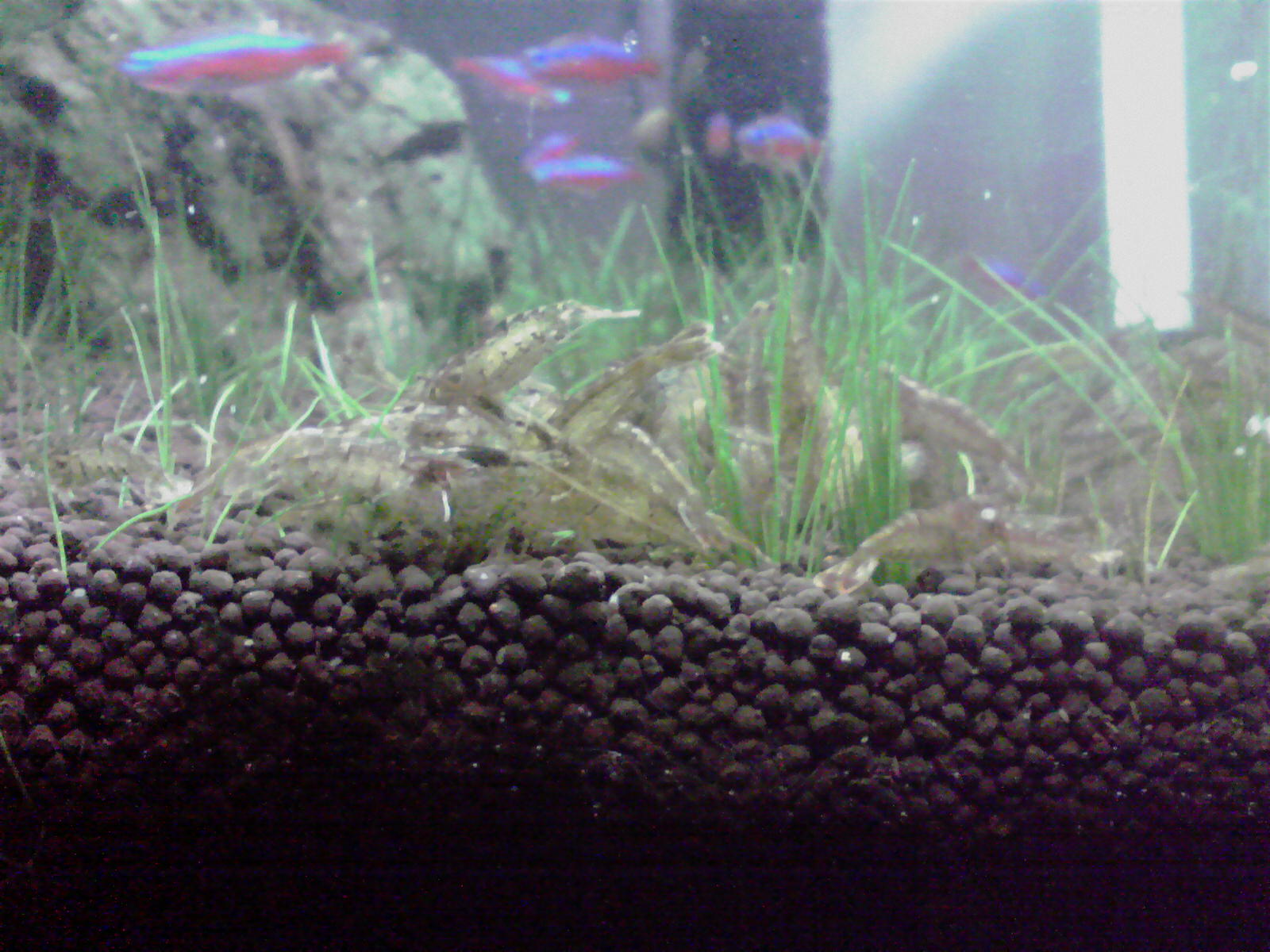 グラミー産卵 熱帯魚としろちゃん