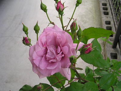 ライラックタイム 開花 ミニ薔薇な日 ライラックタイム 開花 ミニ薔薇な日
