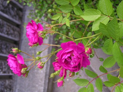 ミニ薔薇な日                燃えあひる