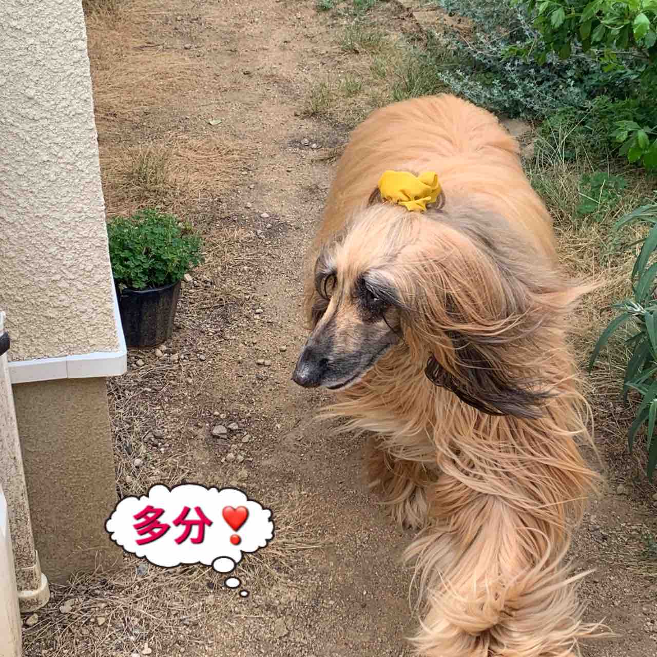 ルー王子 バーニーズのジョンとわんこの里親探し