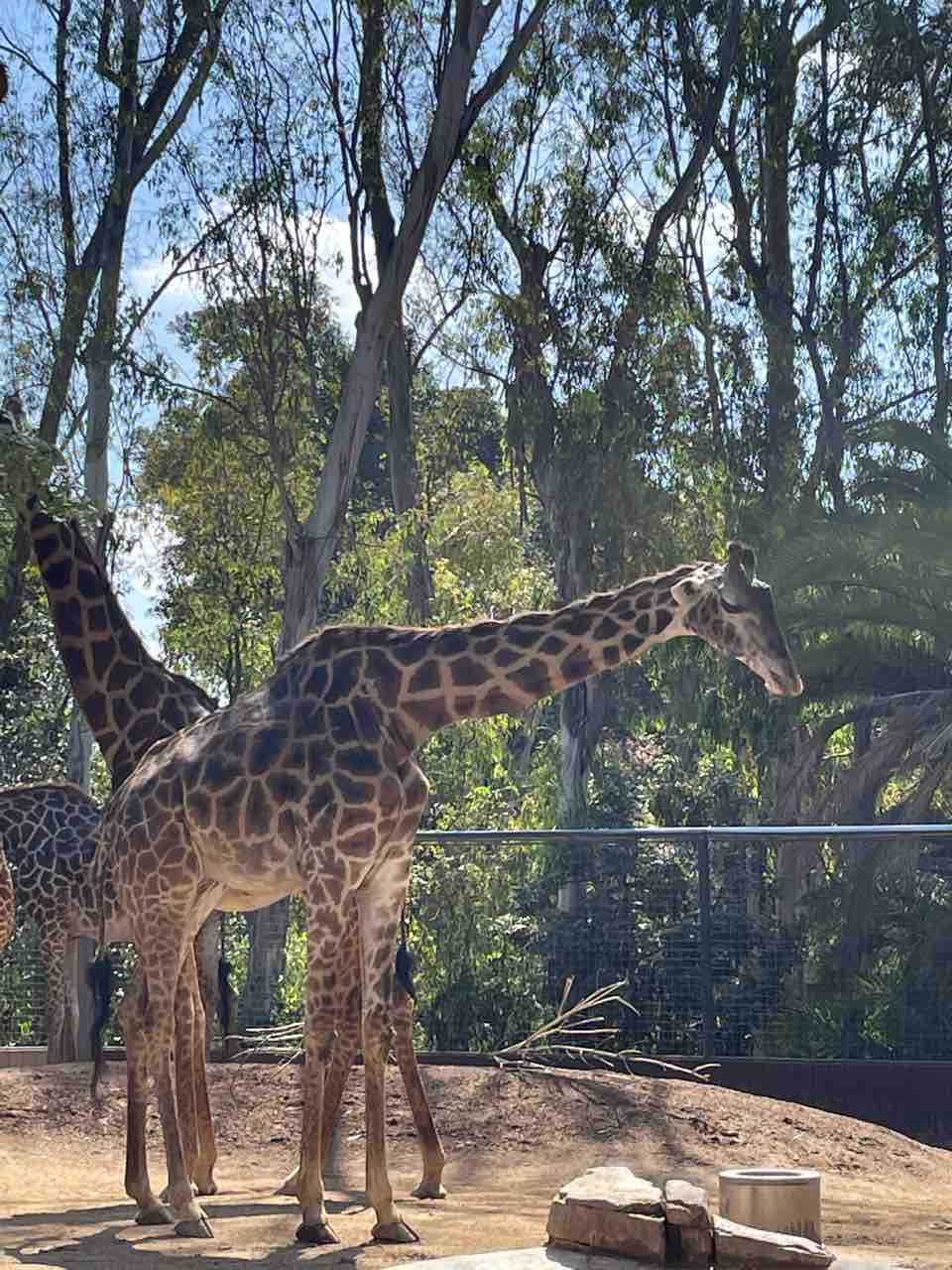 サンディエゴ動物園 バーニーズのジョンとわんこの里親探し サンディエゴ動物園 バーニーズのジョンとわんこの里親探し