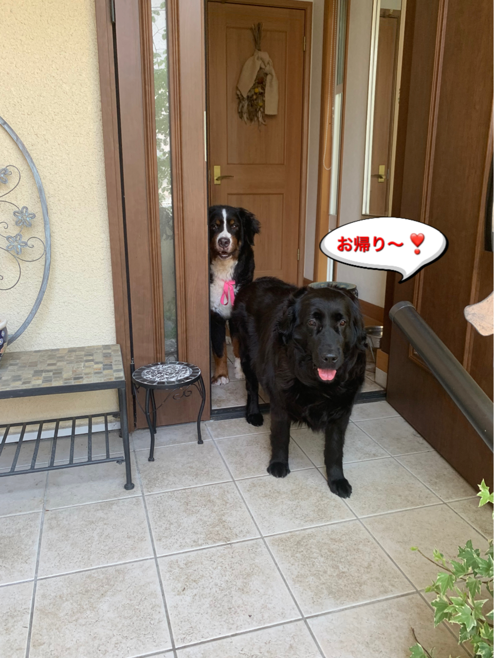 ブリちゃんは元気です バーニーズのジョンとわんこの里親探し ブリちゃんは元気です バーニーズのジョンとわんこの里親探し