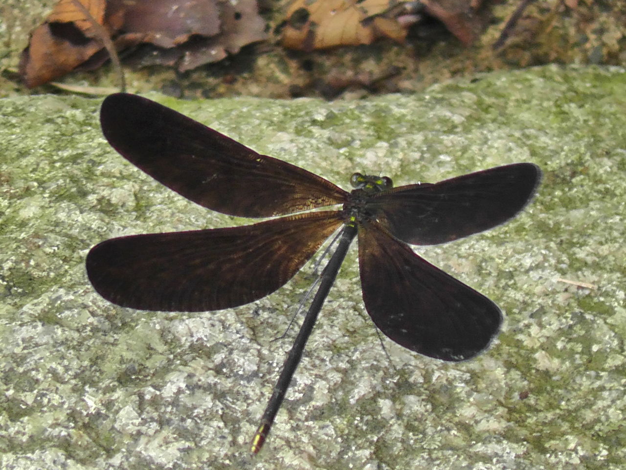 神様ﾄﾝﾎﾞの由来 Ahisats3のブログ