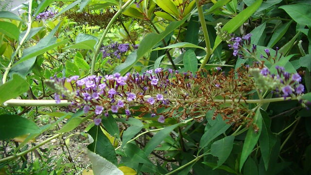 ｾｲﾖｳﾆﾝｼﾞﾝﾎﾞｸ ｲｵﾝﾓｰﾙ四條畷 Ahisats3のブログ