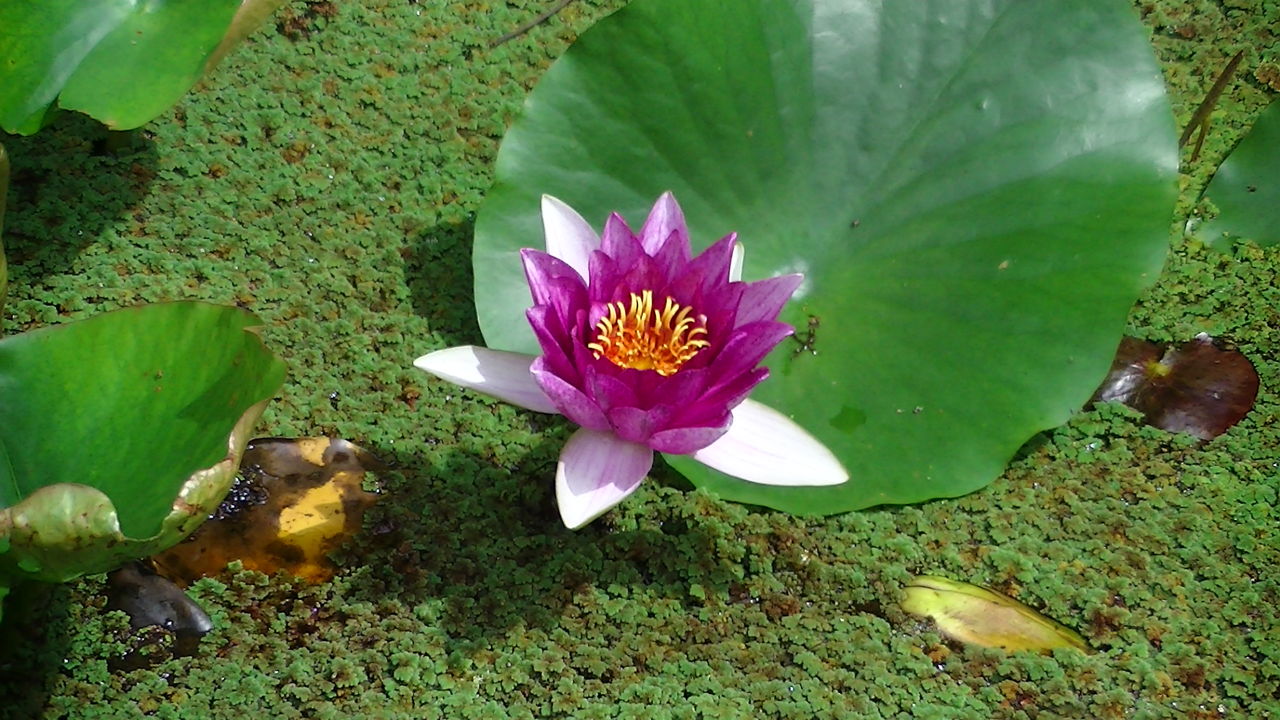 綺麗な昆虫発見 「セアカツノカメムシ」 : ahisats3のブログ