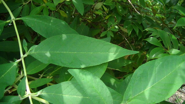 ｾｲﾖｳﾆﾝｼﾞﾝﾎﾞｸ ｲｵﾝﾓｰﾙ四條畷 Ahisats3のブログ