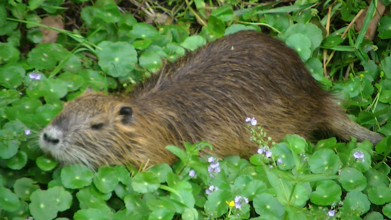 大東市にもﾇｰﾄﾘｱ Ahisats3のブログ