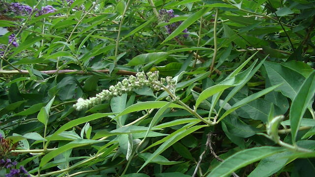 ｾｲﾖｳﾆﾝｼﾞﾝﾎﾞｸ ｲｵﾝﾓｰﾙ四條畷 Ahisats3のブログ