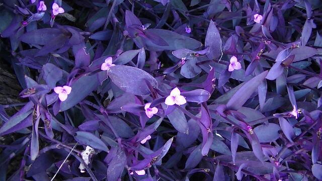 ムラサキゴテン 紫御殿 Ahisats3のブログ