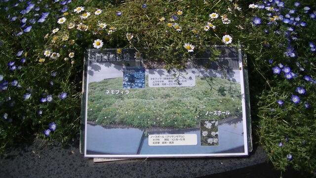 Ahisats3のブログ 植物 花