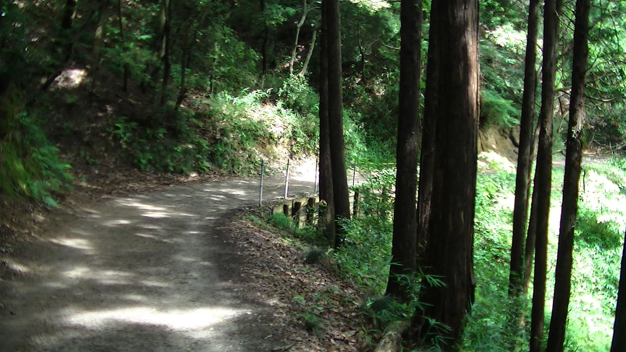 綺麗な昆虫発見 「セアカツノカメムシ」 : ahisats3のブログ