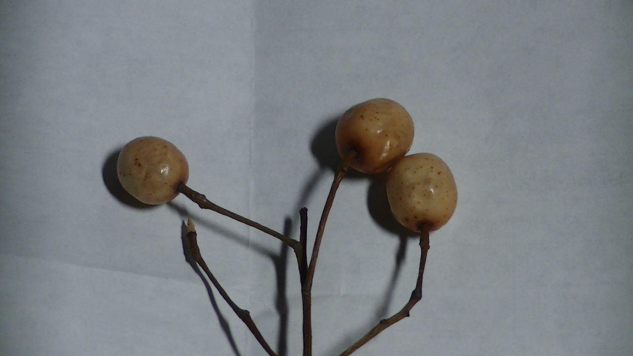 知らないと怖い栴檀 せんだん の実 Ahisats3のブログ