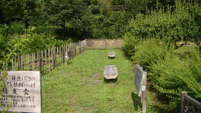 田道間守と橘の木 奈良市五条 Ahisats3のブログ