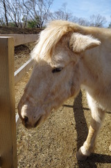 IMGP0136
