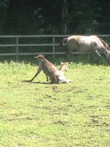 蛍子、ランコ４
