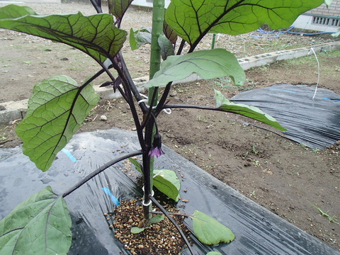 P6030295