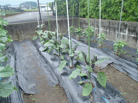 P6030292