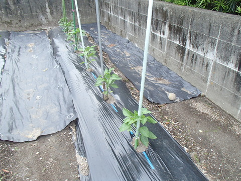 P5210228