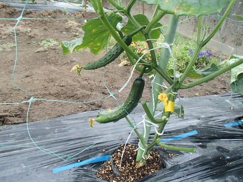 P6030281