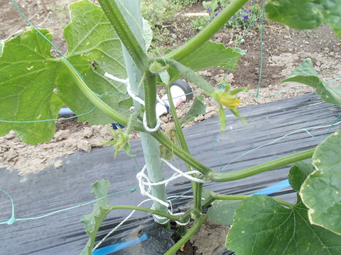 P5210226